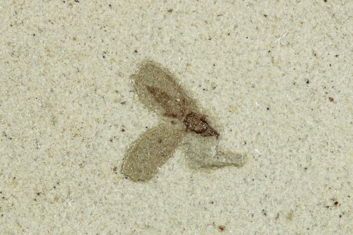 Fossil Fly (Diptera) - Green River Formation, Colorado #286401